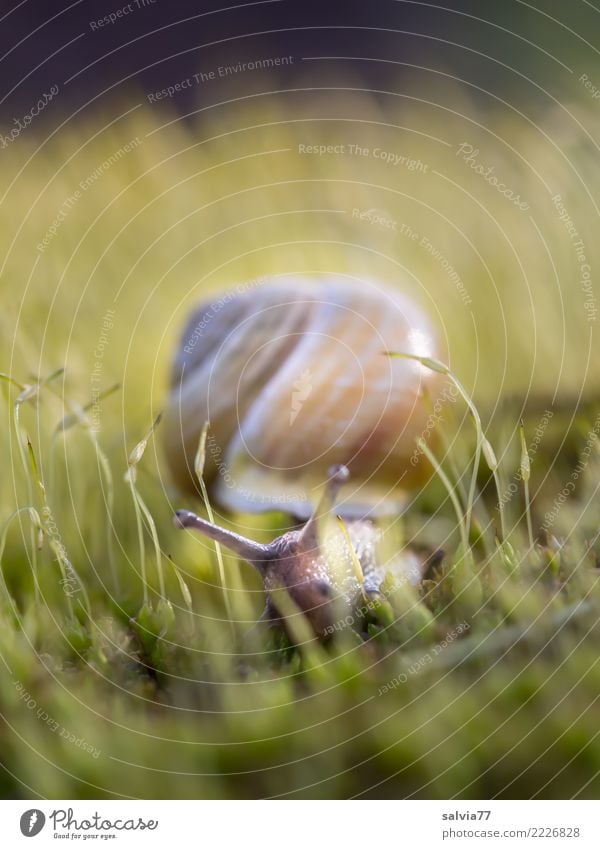 telescope eyes Environment Nature Earth Spring Plant Moss Animal Snail Brown-lipped snail Feeler 1 Slimy Soft Yellow Green Calm Time Target Crawl Slowly