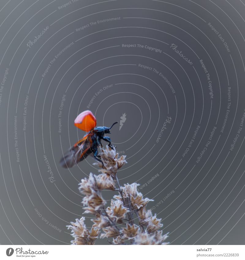 I take off Nature Animal Blossom Grass blossom Beetle Wing Insect 1 Flying Above Gray Red Black Beginning Departure Colour photo Subdued colour Exterior shot