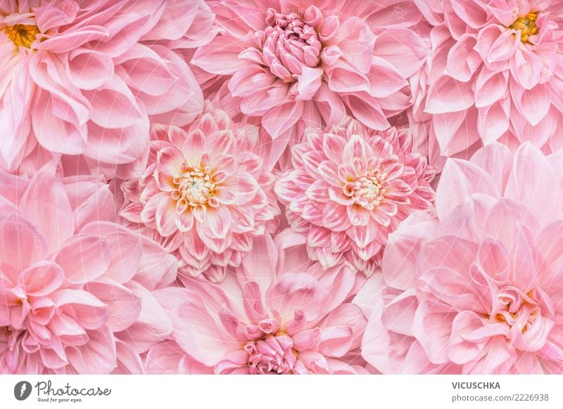 Pastel pink flowers background - a Royalty Free Stock Photo from Photocase
