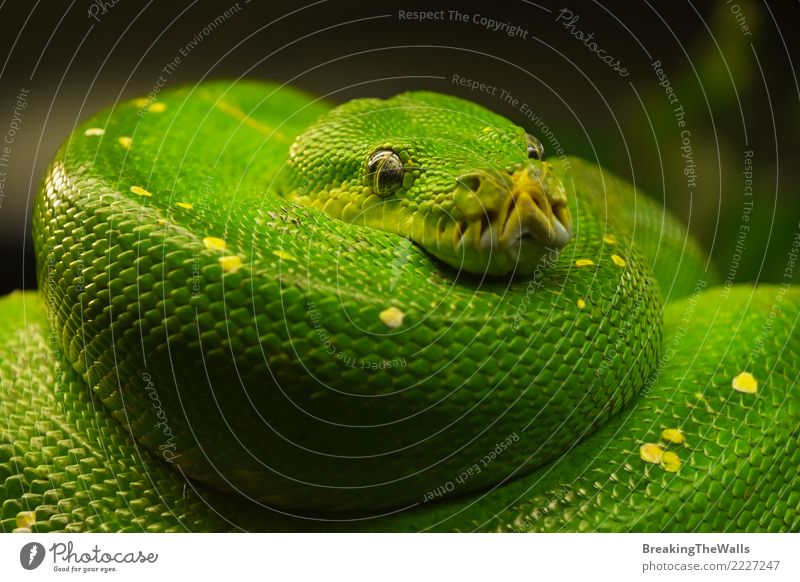 Close Up Portrait Of Beautiful Green Tree Python A Royalty Free