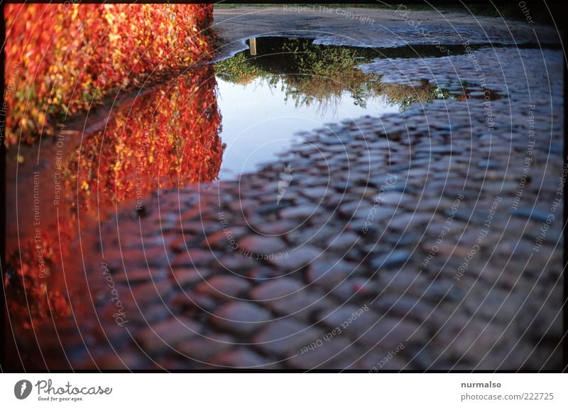 red wayside Environment Nature Plant Bushes Hedge Traffic infrastructure Paving stone Stone Moody Colour Seasons Autumn Red Wayside Puddle Wet Colour photo