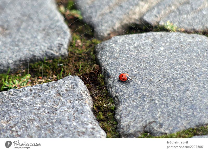 wandering ladybird Environment Nature Plant Animal Earth Spring Summer Autumn Winter Climate Park Stone Paving stone Lanes & trails Beetle Ladybird 1 Discover