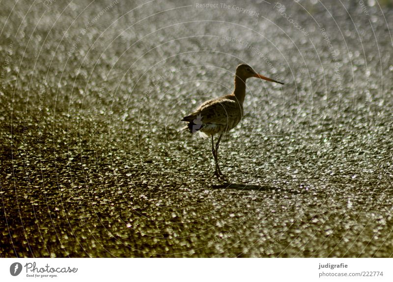 Iceland Environment Nature Animal Wild animal Bird Black-tailed Godwit Going Stand Beautiful Natural Cute Point Colour photo Subdued colour Exterior shot