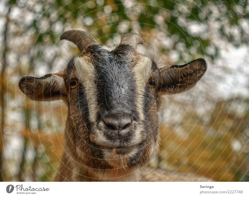 I'm up for it or not Animal Pet Farm animal Animal face Pelt Zoo 1 To feed Feeding Goats He-goat Colour photo Multicoloured Exterior shot Close-up Detail