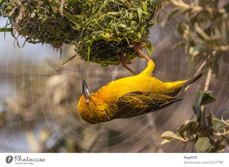 Yellow weaver bird building a nest Nature Animal Spring Beautiful weather Tree Grass Bird Wing 1 Brown Green Orange Resolve Experience Living or residing