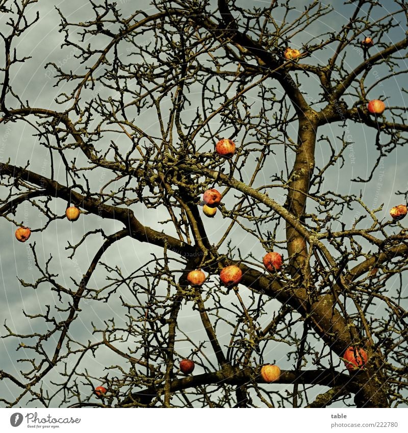 winter apple Fruit Apple Environment Nature Plant Sky Autumn Winter Weather Tree Apple tree Tree trunk Branch Twig Old Hang Growth Dark Natural Transience