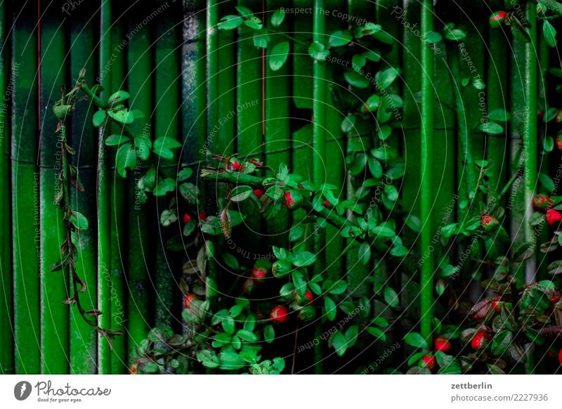 Green Green Painting (action, work) Painted Multicoloured Colour Dye Garden Deserted Plant Tagger Copy Space Growth Hedge Tendril Leaf Fence Neighbor Town Set