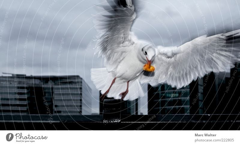 Dramatic departure Bad weather Animal Seagull 1 Movement Flying To feed Esthetic Dark Black Silver White Appetite Feed Airy Dynamics Beginning Nutrition Beak