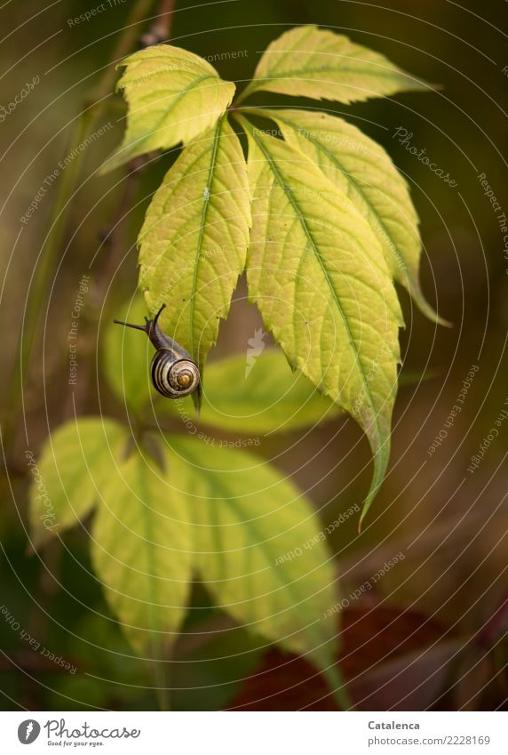 Snail on vine leaf Nature Plant Animal Earth Autumn Leaf Wild plant Creeper Virginia Creeper Garden Crumpet schnirkel snail 1 Touch To dry up pretty Brown