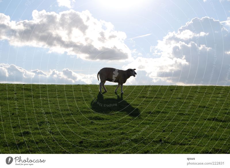 Where is it, freedom? Nature Sky Clouds Beautiful weather Grass Animal Farm animal Sheep 1 Going Loneliness Dike Descent Downward Search Doomed Colour photo
