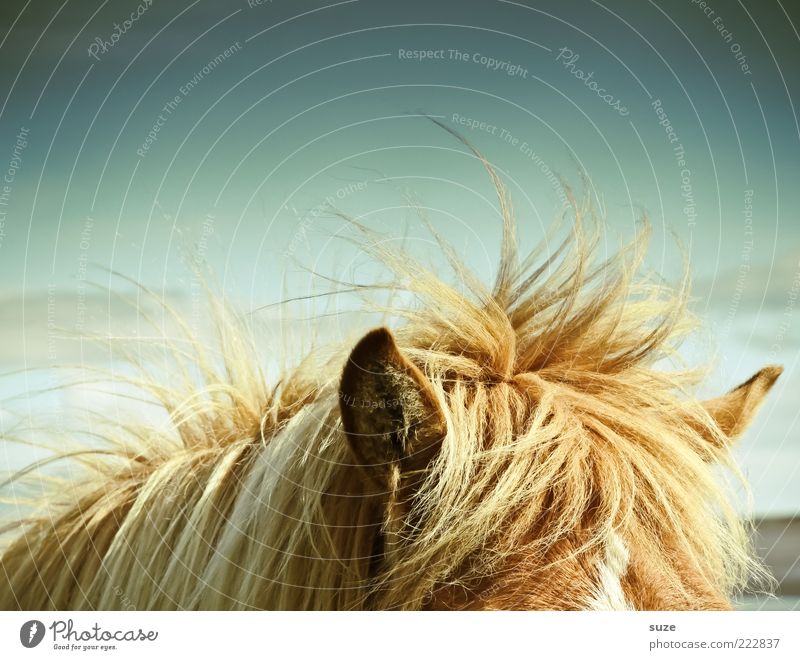 head over neck Animal Weather Wind Wild animal Horse 1 Iceland Pony Mane Ear Listening Watchfulness Colour photo Multicoloured Exterior shot Deserted