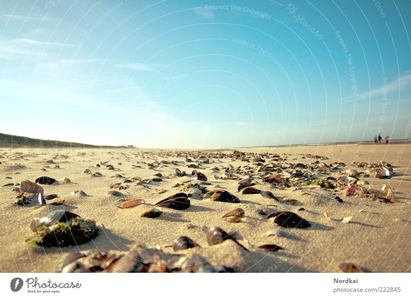 shell beach Human being 3 Landscape Sand Water Sky Sunlight Summer Beautiful weather Coast Beach North Sea Ocean Mussel Going Calm Wanderlust Contentment