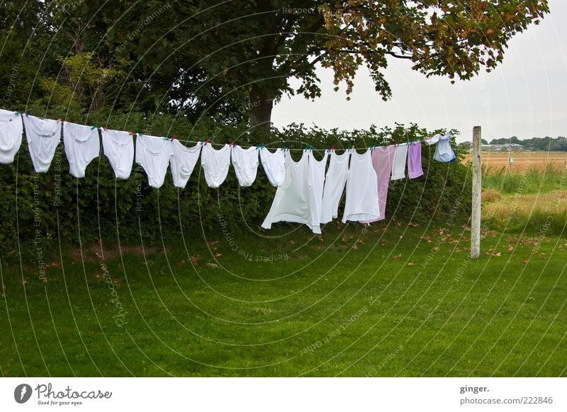 XXL underwear Summer Wind Tree Grass Bushes Garden Clothing Underwear Hang Green White Laundry Clothesline Dry Laundered Clean Large Pole Underpants Undershirt