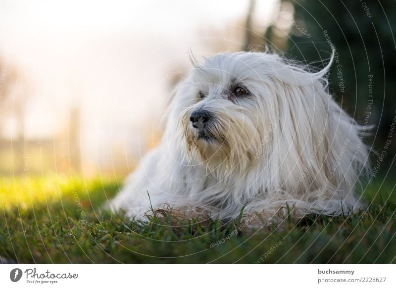 Lying dog Animal Autumn Meadow Pet Dog 1 Blue Green White Bichon Havanais Havanese Landscape format Mammal fuzzy small dog Colour photo Copy Space bottom Day