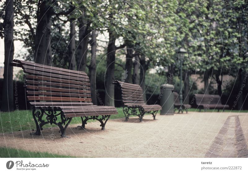 No time for breaks Tree Brussels Old Elegant Cold Loneliness Bench Park bench Classic Ornate Empty Appealing Wooden bench Curved Clean Groomed Colour photo