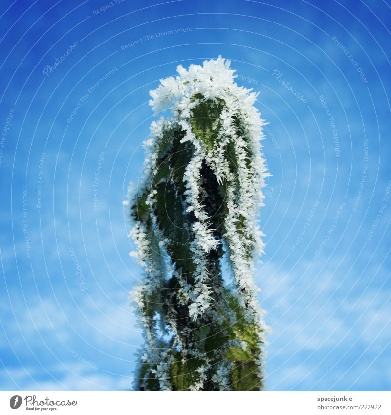 rogenic zone Nature Sky Clouds Winter Plant Foliage plant Blue Green White Emotions Whimsical Cold Ice Frost Colour photo Exterior shot Deserted Copy Space left