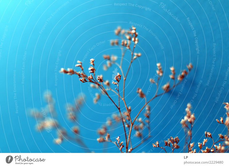 dry flowers on blue background 2 Lifestyle Elegant Style Design Wellness Harmonious Well-being Contentment Senses Relaxation Calm Meditation Emotions Moody