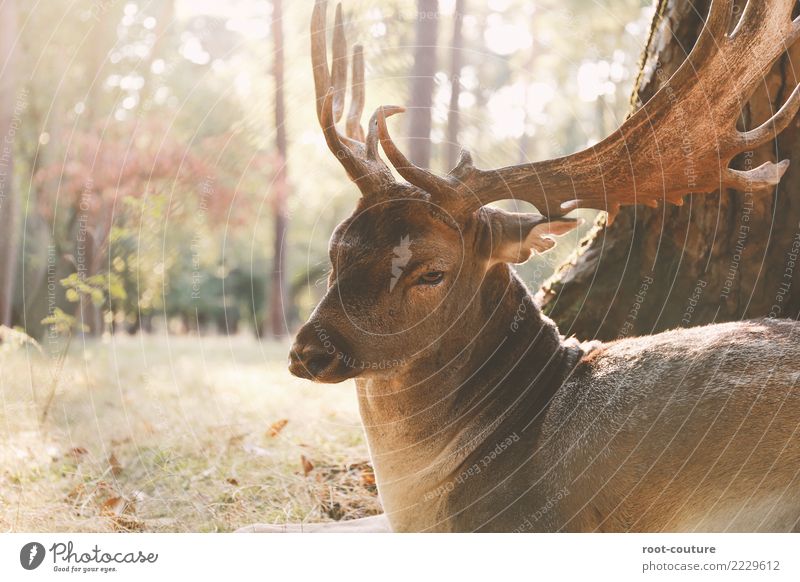 Oh My Deer Summer Nature Plant Animal Sunlight Autumn Beautiful weather Foliage plant Park Forest Wild animal Animal face Zoo Roe deer Hind 1 Relaxation Sit