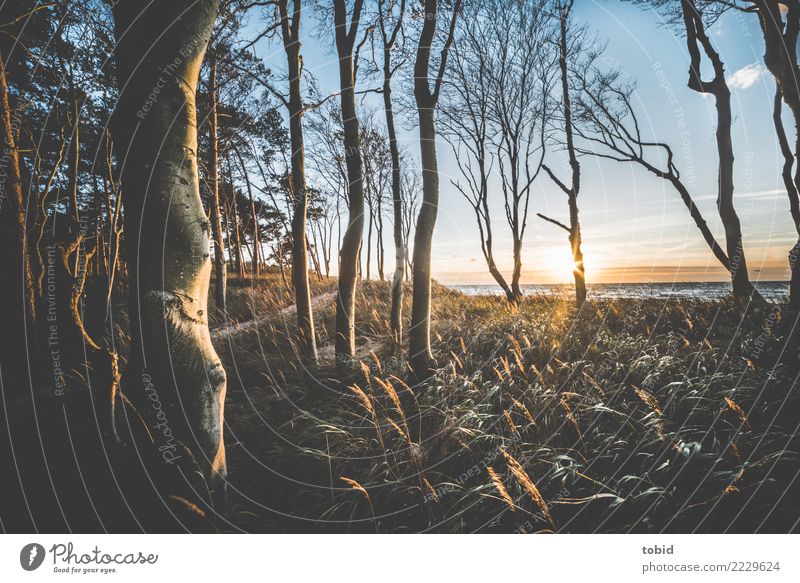 Summer idyll No2 Nature Landscape Plant Sky Clouds Horizon Beautiful weather Tree Grass Bushes Forest Waves Coast Baltic Sea Loneliness Uniqueness Idyll