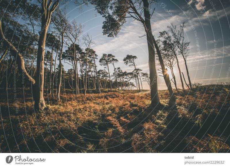 Summer idyll No3 Nature Landscape Plant Sky Clouds Horizon Beautiful weather Tree Grass Bushes Fern Forest Loneliness Idyll Tree trunk Western Beach