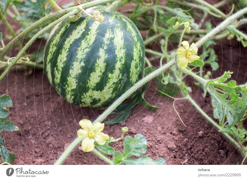 Watermelon plant Vegetable Fruit Dessert Eating Vegetarian diet Lifestyle Summer Garden Gardening Nature Plant Leaf Blossom Growth Fresh Natural Green Colour