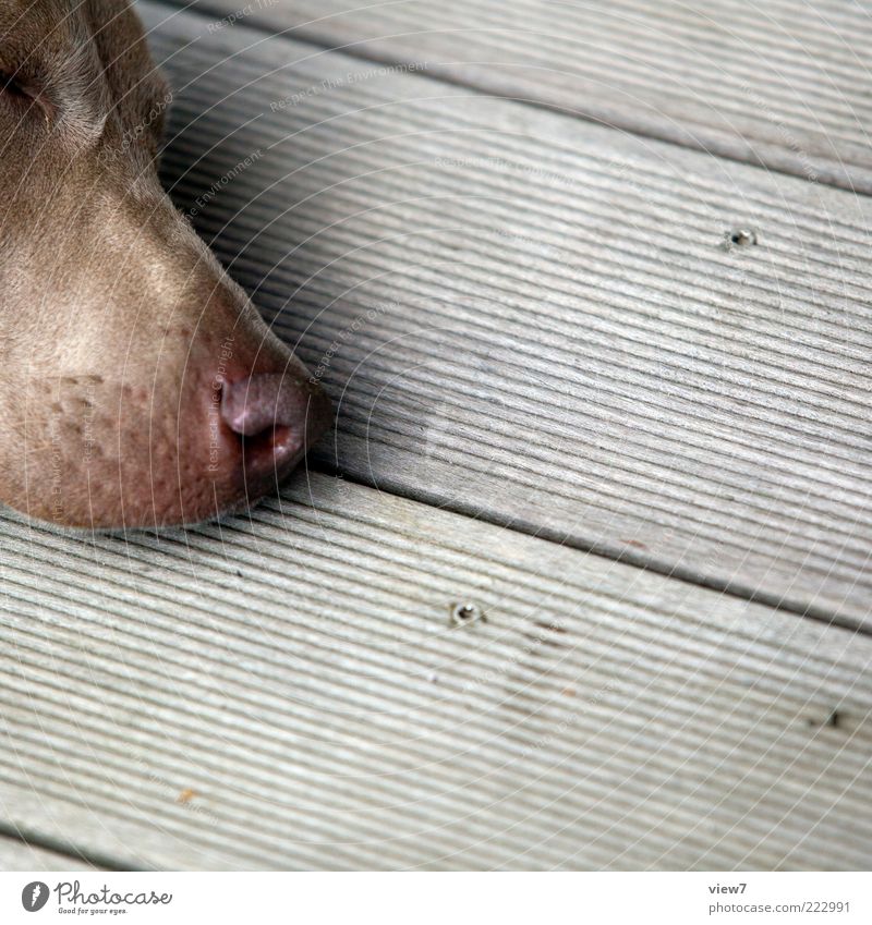 palpable nose Animal Pet Dog Animal face 1 Wood Line Stripe Breathe Think Lie Sleep Dream Wait Esthetic Authentic Simple Cold Near Positive Cliche Gray Calm