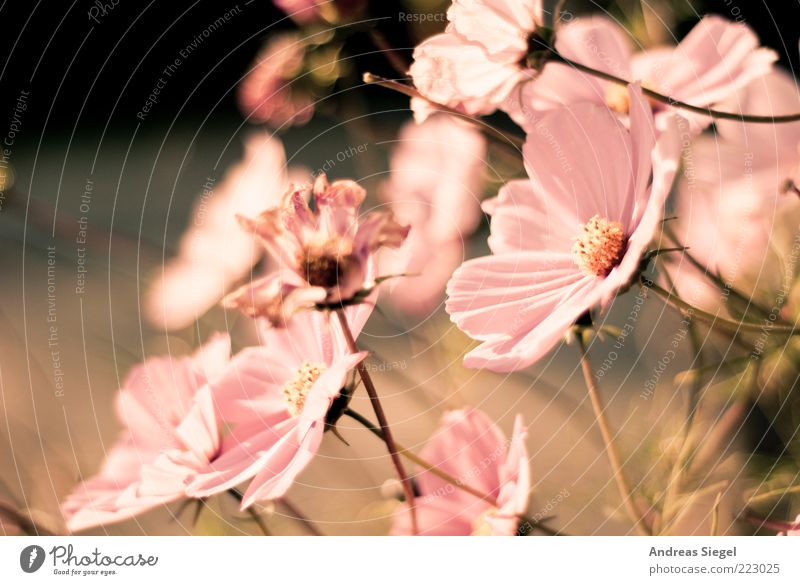 flashback Nature Plant Autumn Flower Blossom Blossoming Faded Fresh Bright Kitsch Beautiful Dry Pink Esthetic Fragrance Environment Transience Change Blur