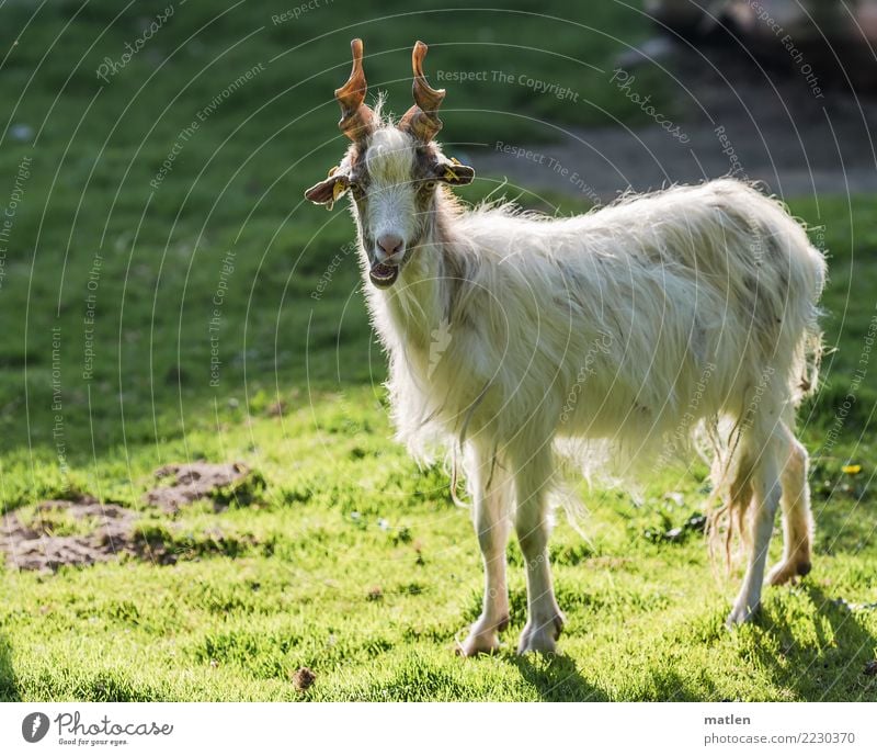 Goat enjoys autumn sun Animal Pet Animal face Pelt 1 Brown Yellow Green White Goats Cor anglais Sunbathing Ruminant Colour photo Exterior shot Close-up Deserted