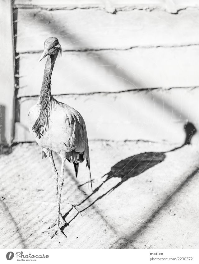 shadow play Animal Bird 1 Stand Black White Shadow play Wooden board Crane Black & white photo Exterior shot Close-up Structures and shapes Deserted