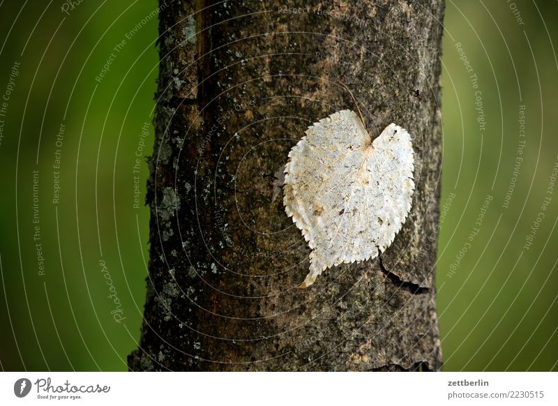 Opportunistic Heart Branch Tree Tree trunk Leaf Twig Heart-shaped Romance Park Forest Green Nature