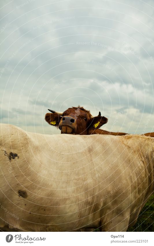 Looking for me? Environment Nature Landscape Air Sky Clouds Storm clouds Bad weather Meadow Animal Farm animal Cow 2 Group of animals Herd Pair of animals