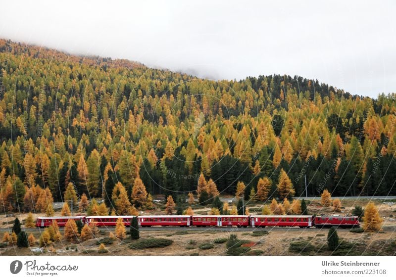 Bernina Express in the autumn forest near Pontresina Mountain Landscape Autumn Tree Forest Alps Transport Passenger traffic Railroad Railroad tracks Red