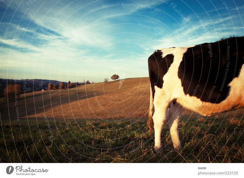 Cow rest Nature Animal Sky Horizon Meadow Field Farm animal 1 Stand Authentic Love of animals Country life Organic farming Biological Milk production Dairy cow