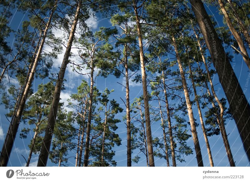 pine forest Environment Nature Sky Clouds Tree Forest Esthetic Uniqueness Relaxation Freedom Power Life Sustainability Calm Beautiful Transience Growth Value