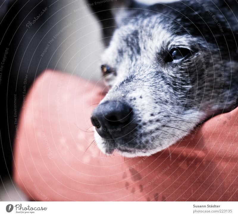 I'll be gone in a minute. Dog Animal face Sleep Doze Snout Old Paw Dog's head Multicoloured Close-up Copy Space left Shallow depth of field Central perspective