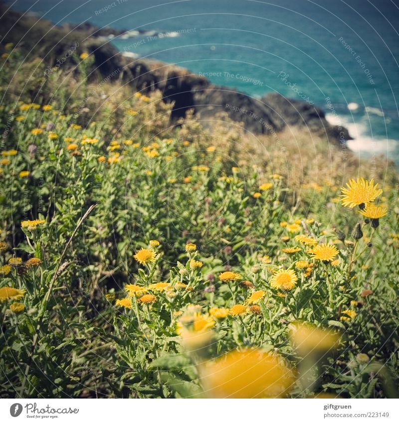 Summer by the sea Environment Nature Landscape Elements Water Beautiful weather Plant Flower Leaf Blossom Wild plant Meadow Waves Coast Bay Ocean Growth Yellow