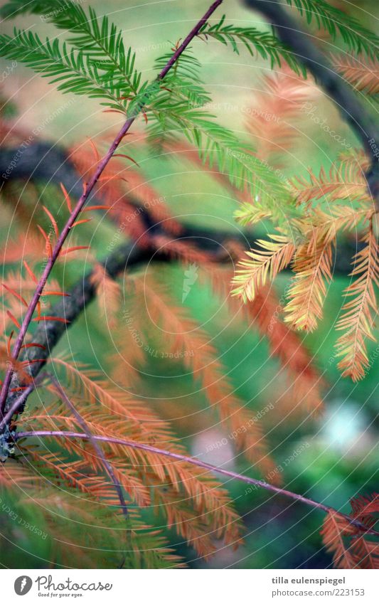 ,,, Nature Tree To dry up Brown Green Environment Transience Coniferous trees Twig Colour photo Exterior shot Shallow depth of field Close-up Deserted Dry