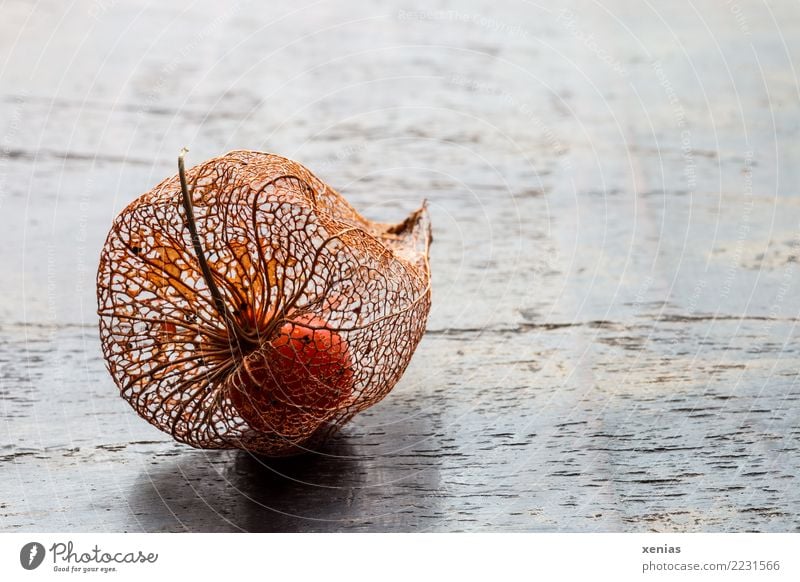 filigree shell Autumn Blossom Physalis Chinese lantern flower Wood Brown Orange Transience Fruit fruit husk Sensitive Delicate Wood grain Physalis alkekengi