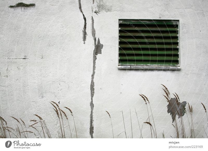 On summer days | Vanishing into the snow field Wall (barrier) Wall (building) Facade Window Old Idyll Nature Decline Time Destruction Green White Plaster