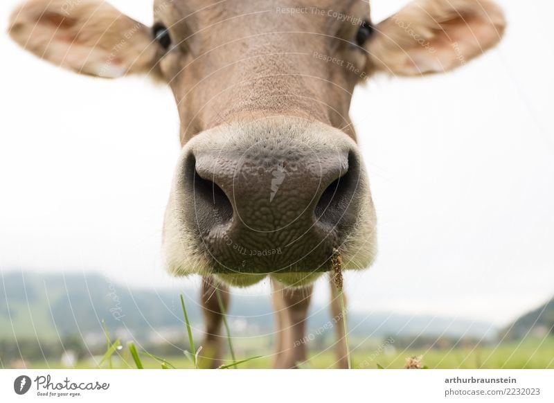 Curious cow in the pasture Food Meat Nutrition Healthy Eating Vacation & Travel Tourism Summer Work and employment Profession Farmer Economy Agriculture