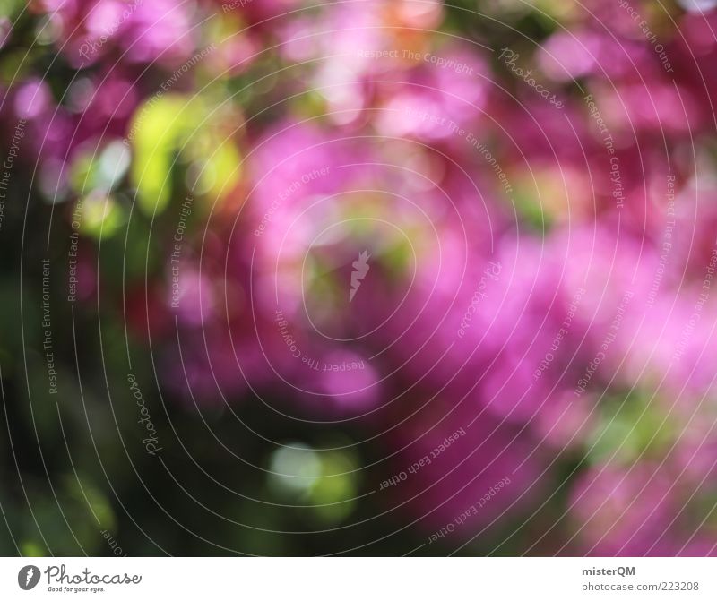 A holiday crop. Esthetic Kitsch Whimsical Bougainvillea Mediterranean Pink Rose glasses Decent Beautiful Nature Flower Hedge Blossoming Blur Green Point