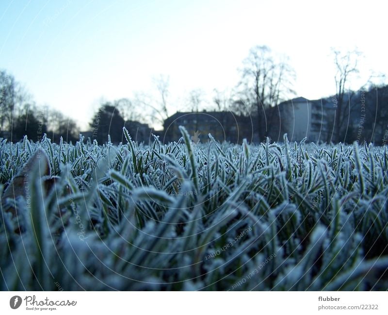 one morning Grass Meadow Dew Winter Cold Frozen Near Hoar frost Morning Blue Frost