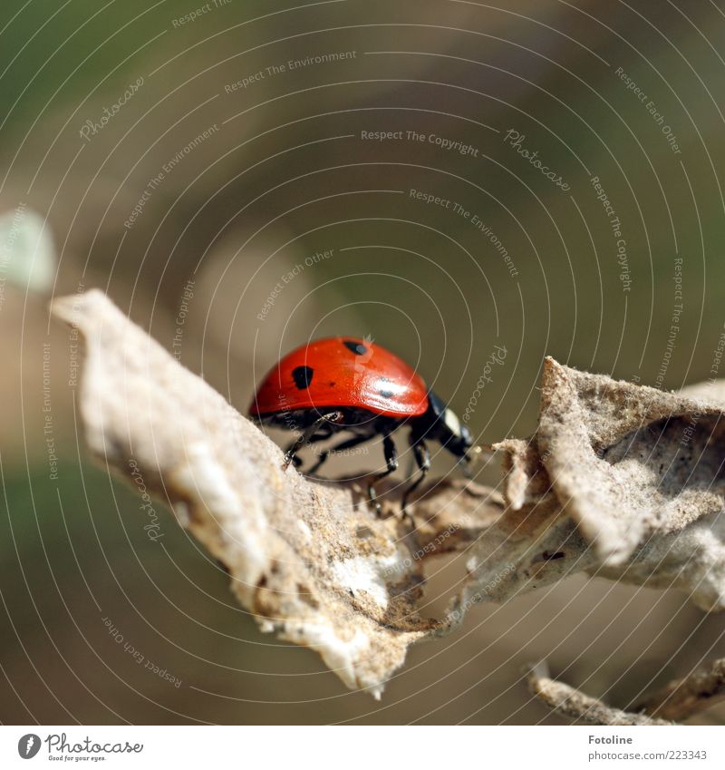 A little beetle goes for a walk Environment Nature Plant Animal Leaf Wild animal Beetle Bright Small Near Natural Red Black Crawl Legs Shriveled Colour photo