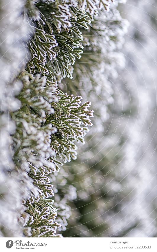 Frost on tree branches Winter Snow Nature Plant Weather Tree Leaf Park Forest Natural Green White City cold crystal fir hoar ice icy Seasons wood Timisoara