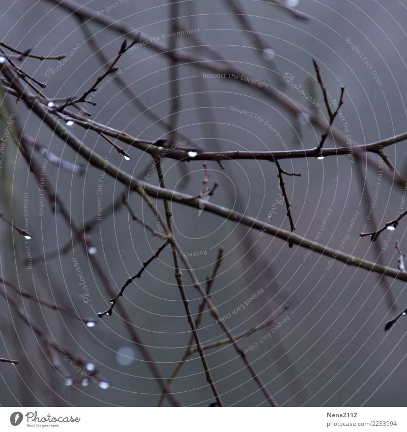 Tearing branches Environment Nature Water Climate Weather Bad weather Fog Rain Tree Garden Park Forest Gloomy Gray Branch Drops of water Naked Winter