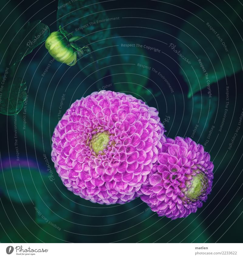 mesentery Plant Flower Leaf Blossom Garden Yellow Green Pink Dahlia Folded Colour photo Subdued colour Exterior shot Pattern Structures and shapes Deserted