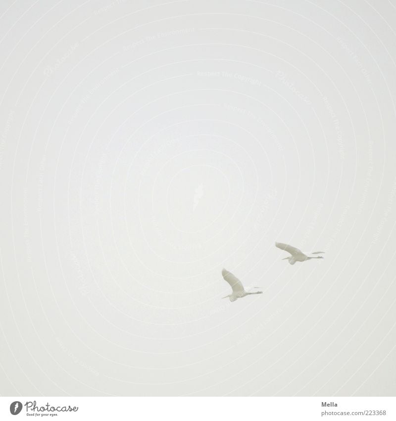 voyage Air Sky Fog Animal Bird Heron Great egret 2 Flying Free Together Natural Gray White Elegant Freedom Nature Environment Pair of animals In pairs
