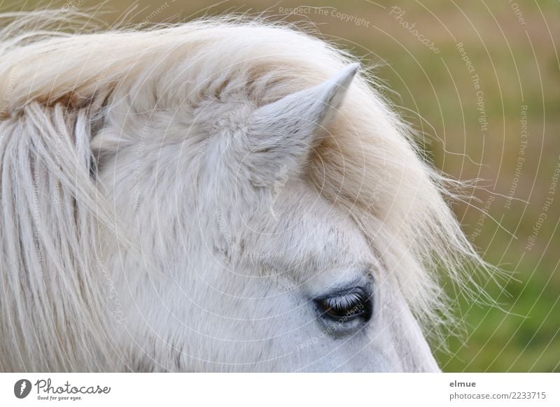 1 PS, attentive Horse Iceland Pony Gray (horse) Ear Pelt Coat color Eyes Mane Stand Esthetic Free Beautiful Near Natural White Happy Joie de vivre (Vitality)