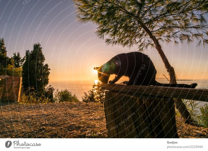 Cat on a wooden bench at sunset Landscape Earth Water Cloudless sky Horizon Sunrise Sunset Summer Tree Grass Bushes Ocean Mediterranean sea Corfu Pet 1 Animal