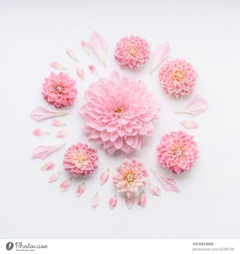 Round pale pink flowers composition Style Design Feasts & Celebrations Valentine's Day Mother's Day Wedding Birthday Nature Plant Flower Rose Blossom Decoration